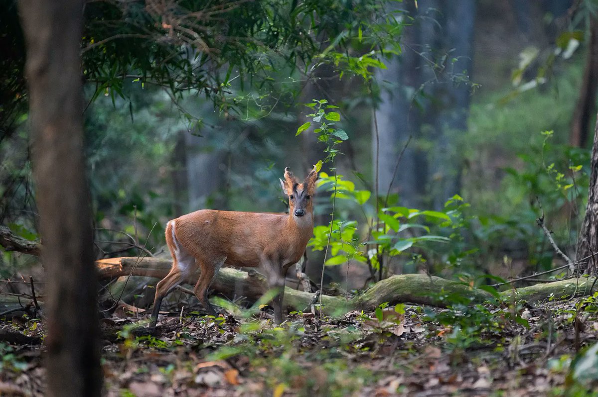 attempting_arts's tweet photo. Barking Deer or Indian Muntjac!

This small deer prefers to be alone in forest cover and dense vegetation. When it senses danger, it calls out with a harsh bark that can be heard at least a kilometre away.
@MPTourism @NikonIndia @ @NatGeoIndia #wildlife #wildlifephotography https://t.co/MO3kcz1YHc