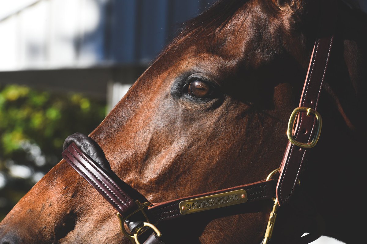 DaringSpeed's tweet photo. All eyes on @FasigTiptonCo today. Good luck to all. 

If you have not stopped by to see #Shedaresthedevil yet, we welcome you to barn 10. #BrightFuture 

@HunterValleyKY 
@Qatar_Racing 
@FahadAlthaniQR 
@StatonFlurry https://t.co/60E8f8P15u