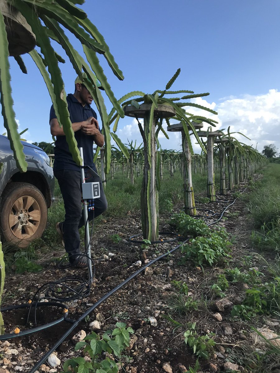 alvarado10ndj's tweet photo. Riego por goteo en pitahayas con emisores @NaanDanJain @JainIrrigation y monitoreo de humedad con #rootsense https://t.co/GdZiTJsOUF