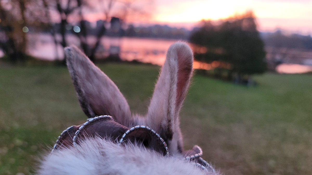 DaryaDashaC's tweet photo. Nutmeg and I caught a glimpse of this beautiful dawn this morning, on our wee hours walk. He had some fun jumping around in the leaves 🍃🐰 https://t.co/0eJyFEx8CT