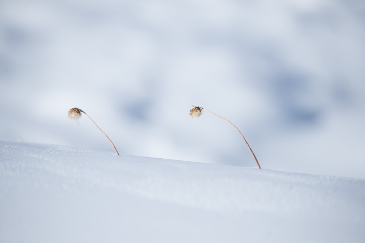 crazyfrenchguy's tweet image. Allez, on va commencer avec un peu de douceur au petit matin.