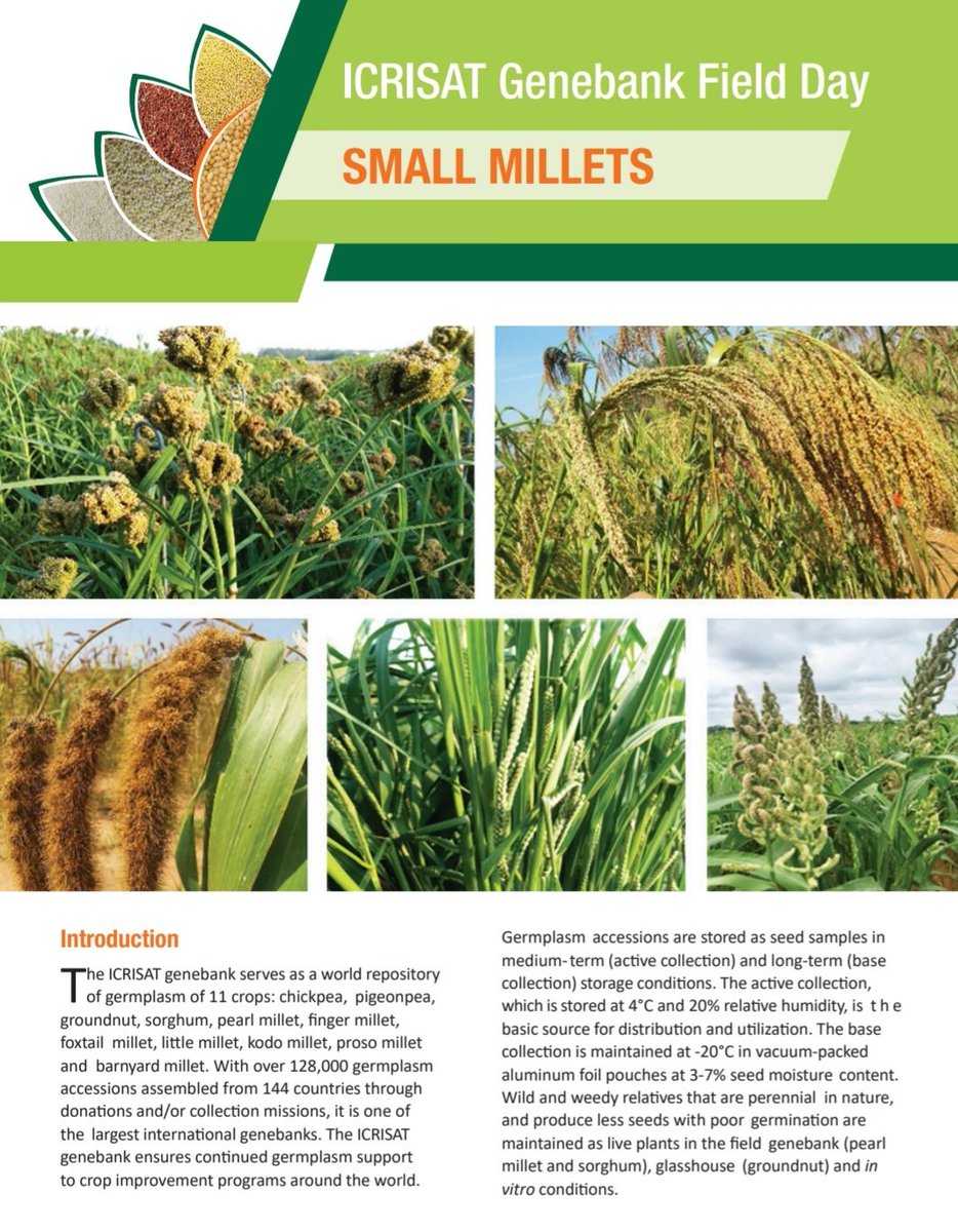 GenebankICRISAT's tweet photo. @ICRISAT @GenebankICRISAT is organizing #SmallMillets Germplasm Field Day on 15th Nov 2021. We cordially invite researchers working on Small millets to see and select new diversity. @CropTrust #GenebankPlatform https://t.co/7NKR7sdzBJ