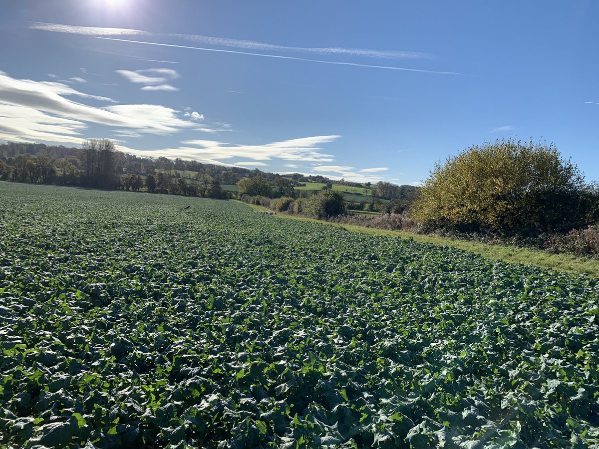 Charlotte Powell tweet media