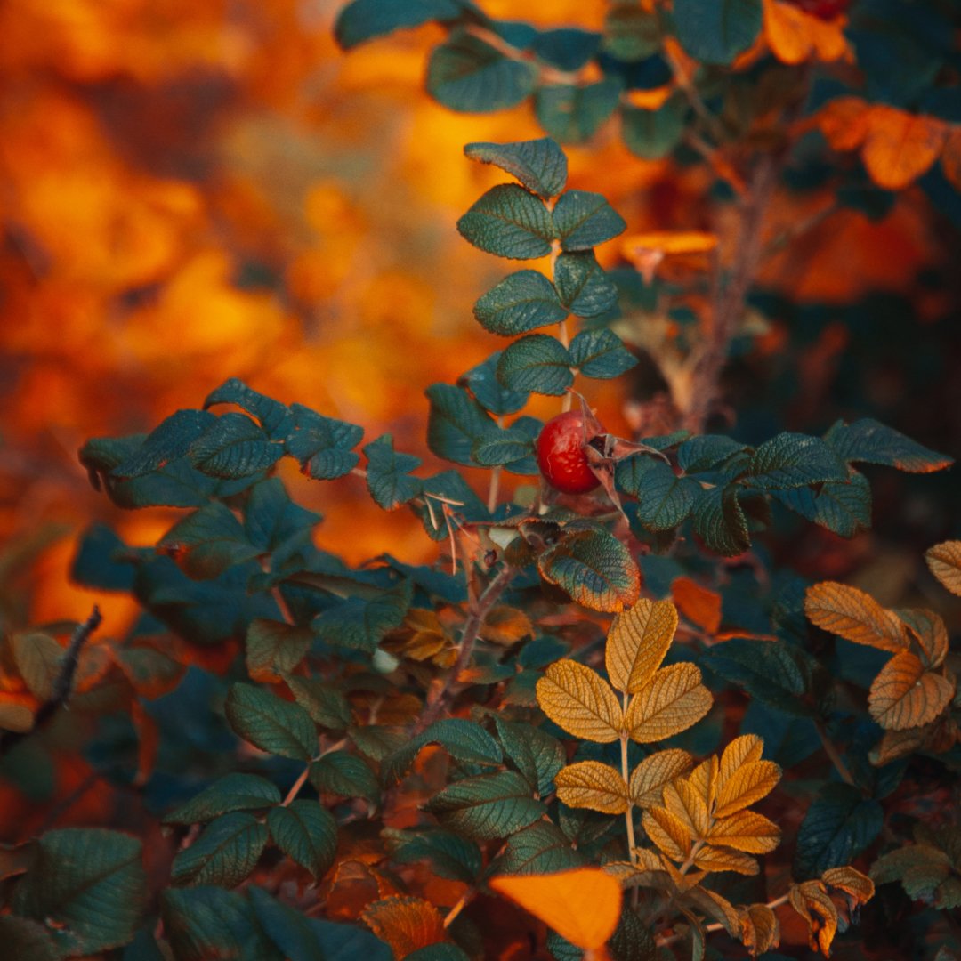 SeamsFriendly's tweet photo. “If we could see the miracle of a single flower clearly our whole life would change.” – Buddha https://t.co/UOaxlbaEBc