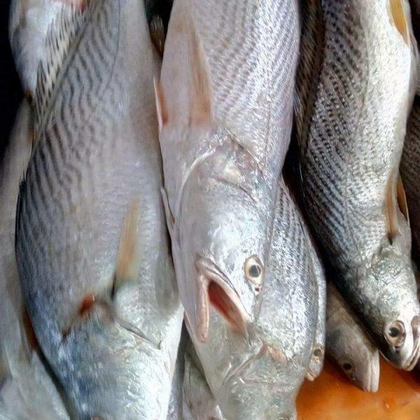 twittozairois's tweet photo. Voilà mon petit business, je vend et livre partout à Kinshasa des poissons frais de Muanda (capitaine, sole, crevette, anguille, crabe, perche, tilapia, etc...) 
On dit que Twitter est magique, si ça peut augmenter ma clientèle 🤞🏾🙌🏾 #tofulana
@SORAZIZ
@Sharufa_ @leParrainRDC https://t.co/zzRgLA1uAZ