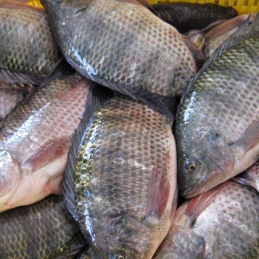twittozairois's tweet photo. Voilà mon petit business, je vend et livre partout à Kinshasa des poissons frais de Muanda (capitaine, sole, crevette, anguille, crabe, perche, tilapia, etc...) 
On dit que Twitter est magique, si ça peut augmenter ma clientèle 🤞🏾🙌🏾 #tofulana
@SORAZIZ
@Sharufa_ @leParrainRDC https://t.co/zzRgLA1uAZ
