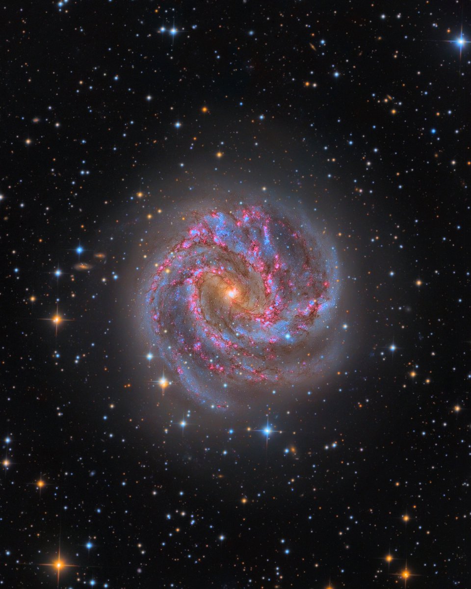 Astrographz's tweet photo. Southern Pinwheel Galaxy https://t.co/UF7x5Xfspe