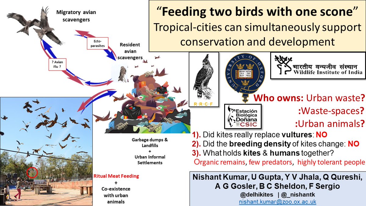 #BOUasm21 @delhikites #black #Kite #Project focused on the densest human-kite coexistence in Delhi during #Covid_19 #Anthropause. #cities in the #Indian Subcontinent support resident + #migratory #Black Kites sympatrically. Kites subsist on human refuse and ritual-feeding (1/6..)