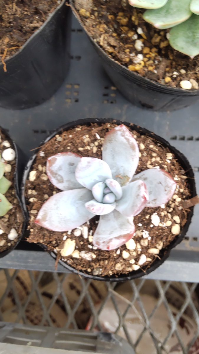 多肉屋 アルメリア Nhc9mxtgb9hl8ey Twitter