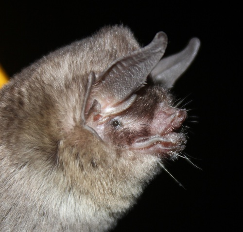 GiveBatsABreak's tweet photo. Q day in #BatABC & I'm gonna have to cheat
Pteronotus quadridens
P. quadridens has a common name I can relate to: Sooty mustached bat
Why is their upper lip so dirty? Well, they roost exclusively in caves where there's limited indoor plumbing. Duh.
©Joaquín Ugarte https://t.co/YttBTyKyDH