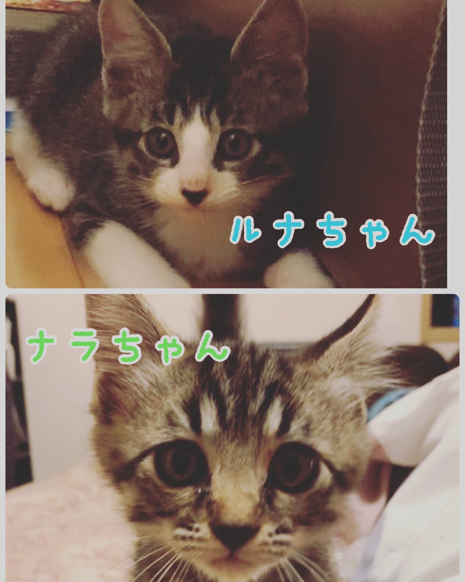 7283Small's tweet image. この子達を幸せにしてくださる方限定✨
🌟絶賛🌟里親さん募集中❣️🌟
生後2ヶ月程の仔猫の兄弟を育てています✨
保護してくださった方からご縁をいただき、
今回も里親さん探しのお手伝いをさせていただきます🕊
本当、可愛い盛りの可愛いしかない子達です🤗