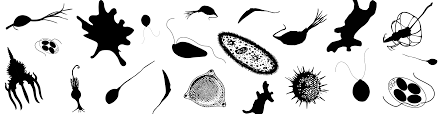 BioPharmaResea2's tweet photo. #Protistology is a scientific discipline devoted to the study of protists, a highly diverse group of eukaryotic organisms. All eukaryotes apart from animals, plants and fungi are considered protists. https://t.co/VSTaWrKFWG