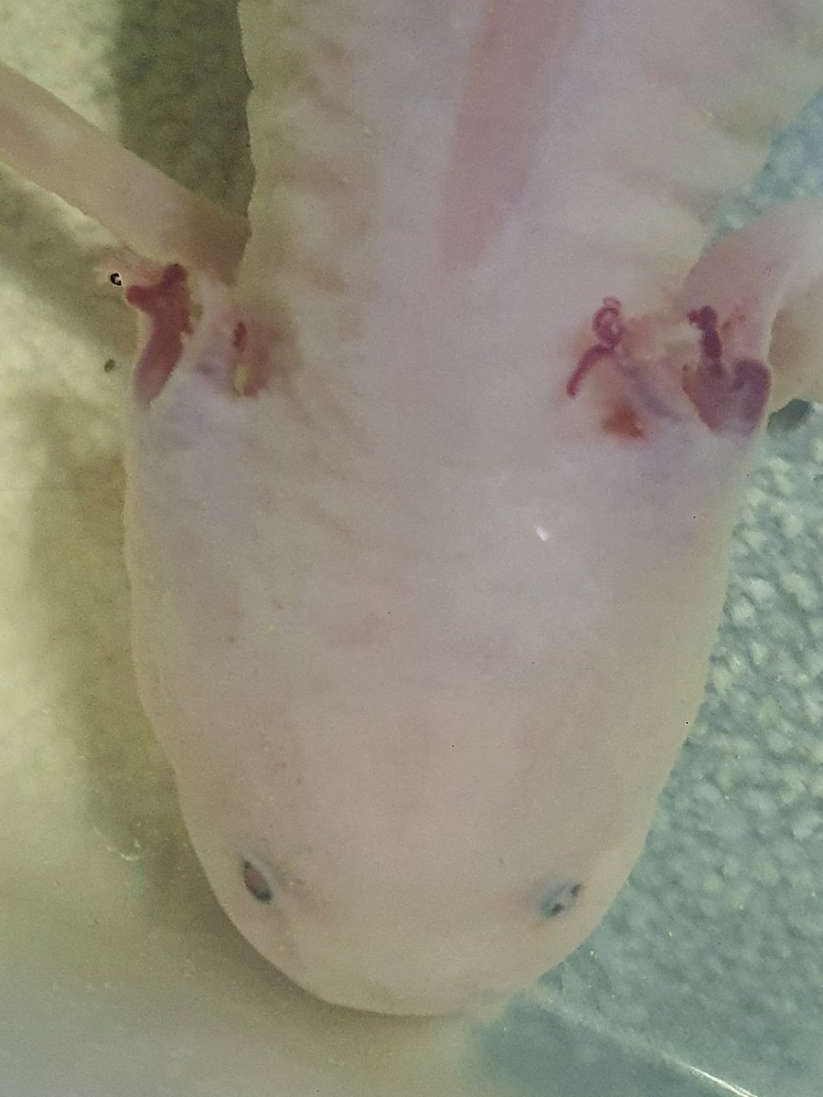 u guys seemed to care about Fluffy's recovery, so im happy to tell u he's getting healthy and pretty ❤️