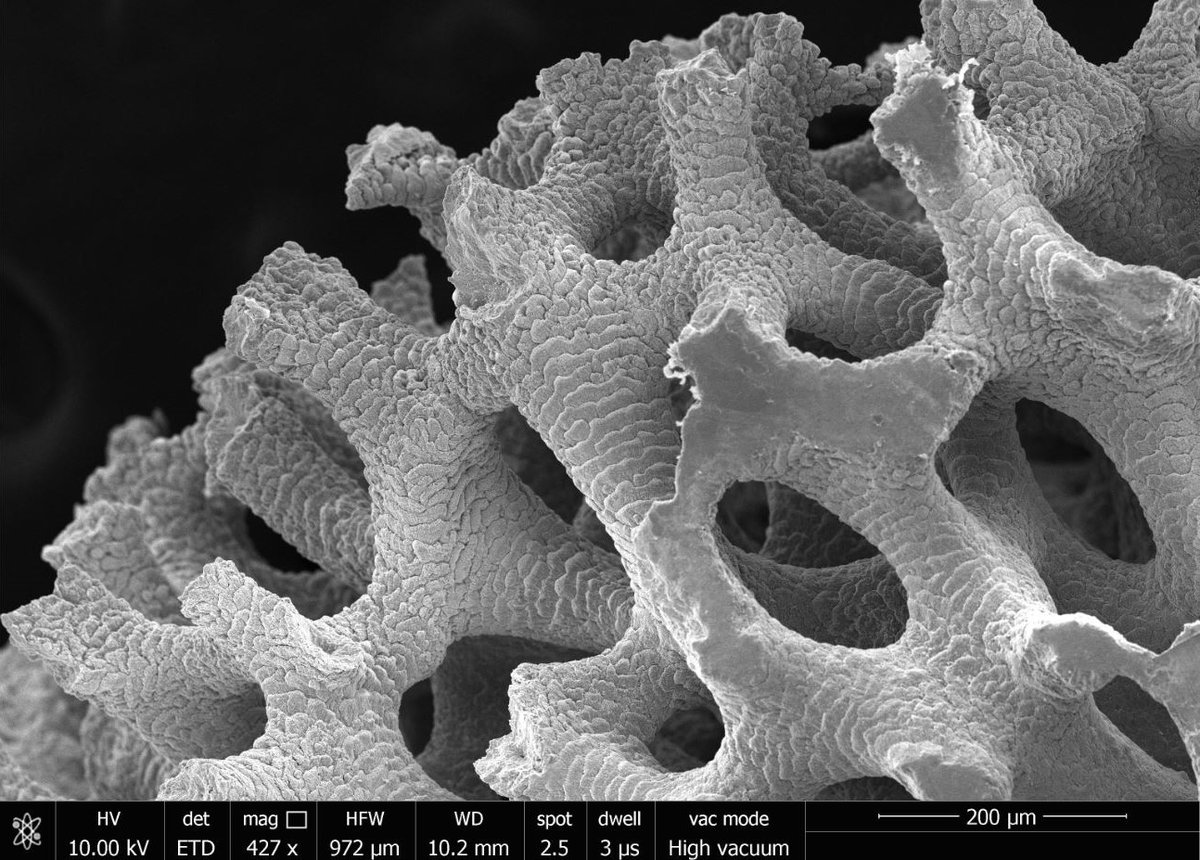 EarthSciCam's tweet photo. Who knew corals came in so many wonderful and intricate forms? 🐚🌊

And corals aren’t just pretty —they are vital for life, as PhD student Madi East explains in our new blog. #COP26  #ClimateChange 

📷 @MadisonEast7 
Read more👉https://t.co/cCJwz1HuV7 https://t.co/7t5ZCXkwVL