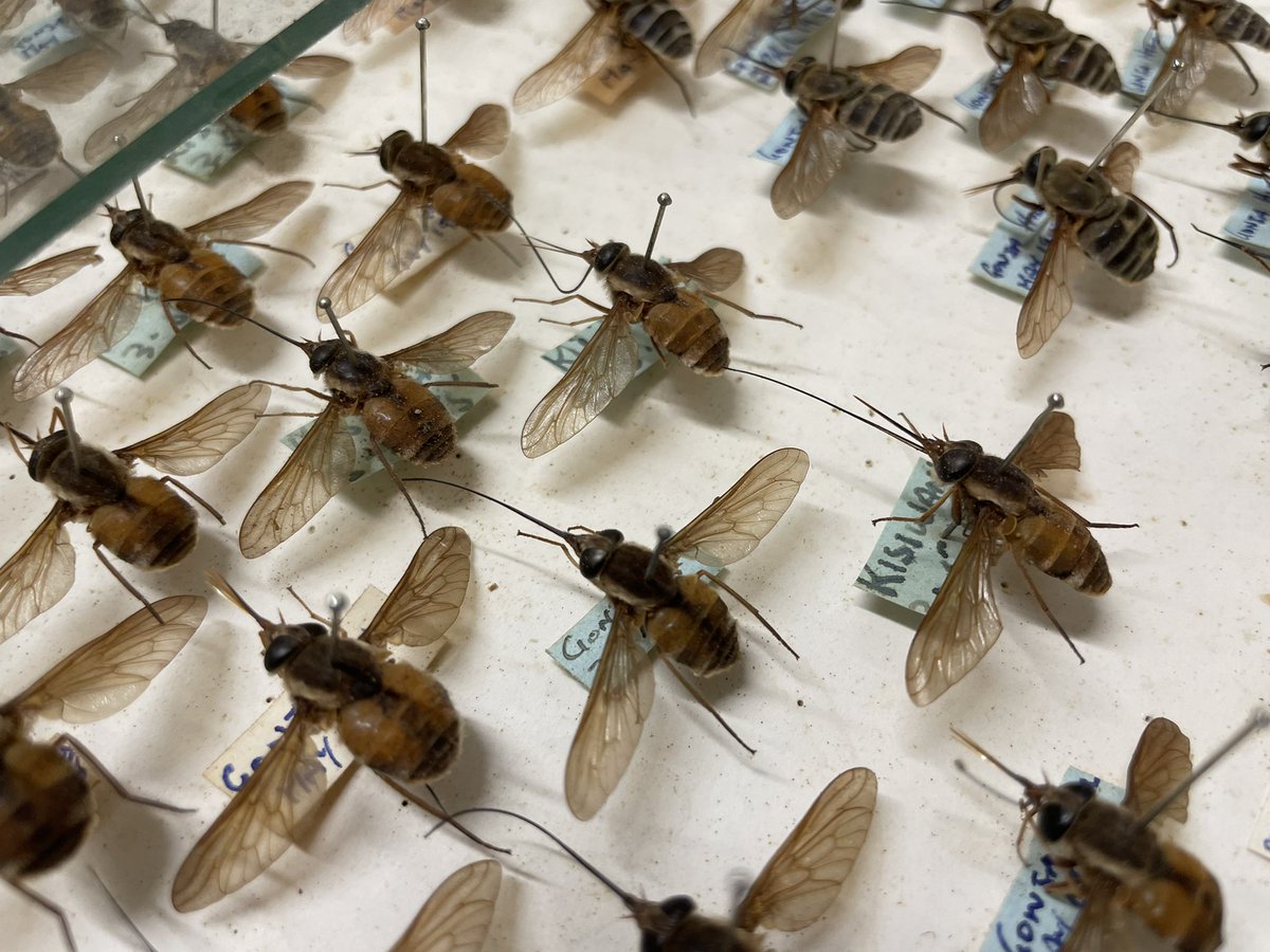 flygirlNHM's tweet image. New donation of around 600 horseflies to be incorporated into the @NHM_Diptera collection. All have to have accession labels and barcodes added to them, &amp;amp; then the data uploaded to our database @NHM_London @NHM_Digitise #taxonomy. Lovely things 🥰