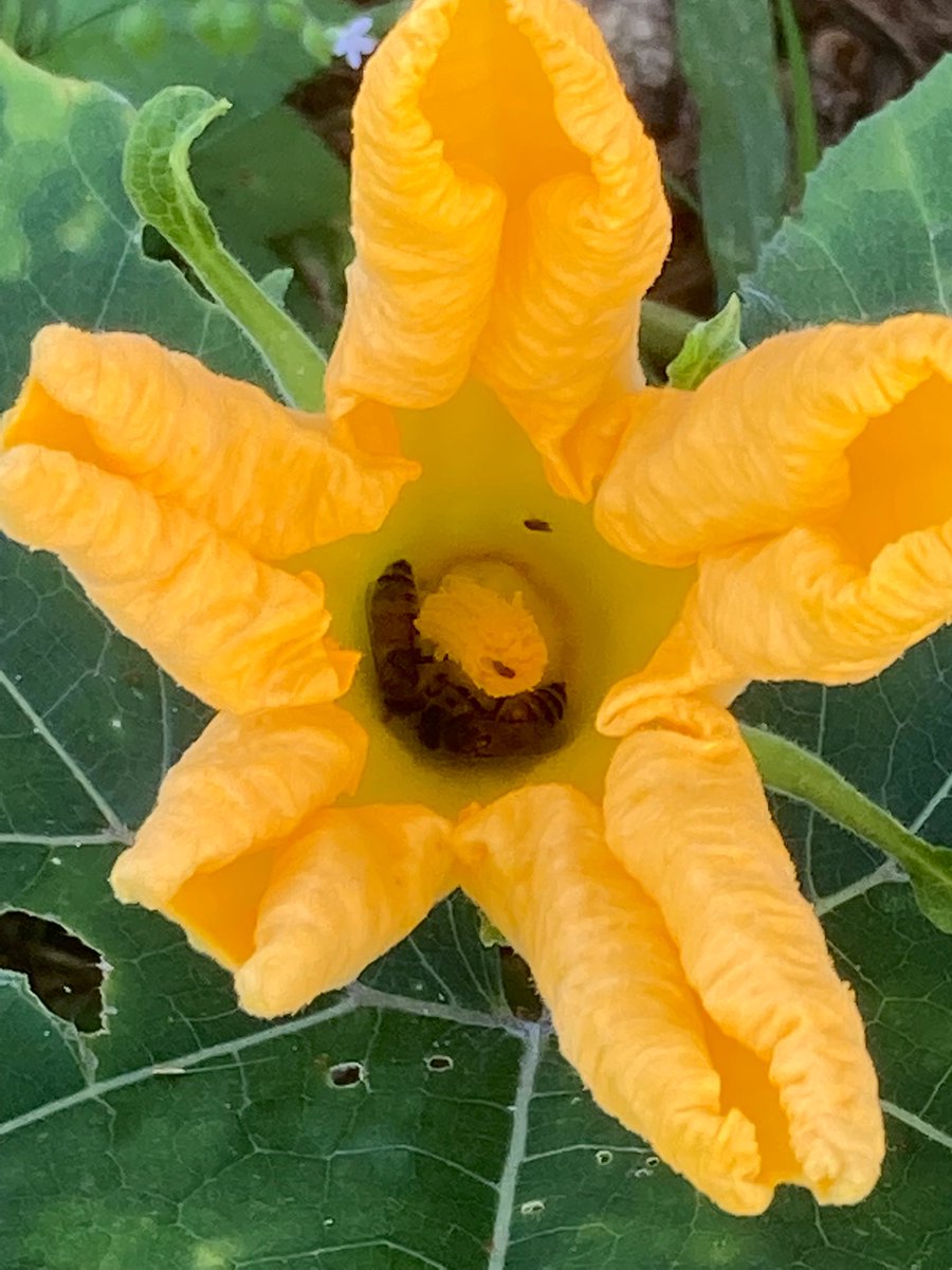 ¡Buenos días! Actividad de 🐝 polinizadoras en un bejuco de 🎃. ¡Siembren flores! ¡Que vuelvan las abejitas a Cruces! #Cruces #Aguada #PuertoRico 💛❤️🤍