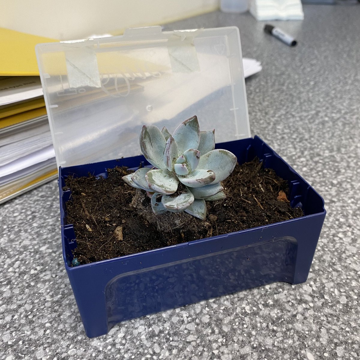 lydiak447's tweet photo. Has a free lab plant made my day? Yes, yes it has😶🪴 #STARLAB #Sustainabilityweek @StarlabUKLtd https://t.co/HgsfDczhmz