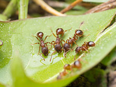 harmonized_in's tweet image. #Myrmica is a genus of ants within the subfamily Myrmicinae. It is widespread throughout the temperate regions of the Holarctic and high mountains in Southeast Asia.