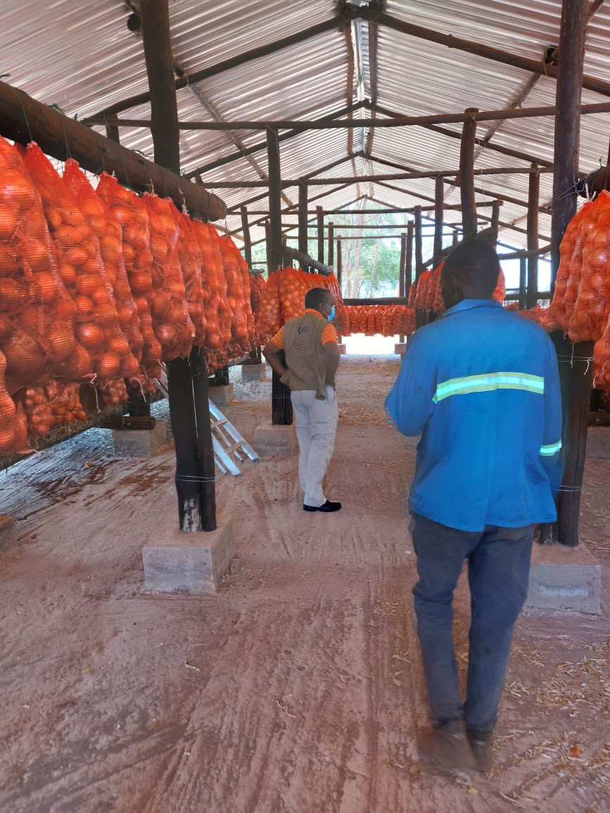 ndakaripa's tweet photo. Our onions awaiting the right price at the right time - these have a long shelf life - thanks to being inspired by @Terence_Muripo @SeedCoVegZim @basera_john @WendyMadzura @agribusiness110 #ZimAgricRising https://t.co/QbRBi35UoU