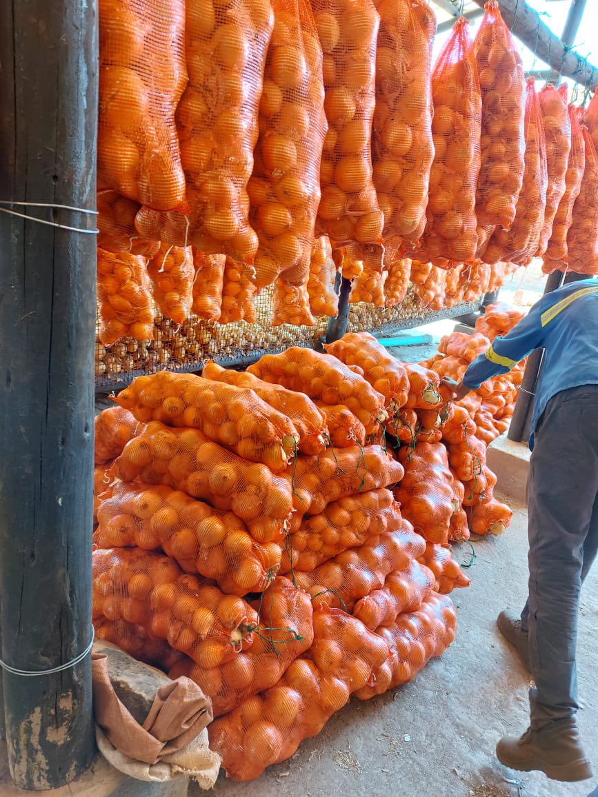 ndakaripa's tweet photo. Our onions awaiting the right price at the right time - these have a long shelf life - thanks to being inspired by @Terence_Muripo @SeedCoVegZim @basera_john @WendyMadzura @agribusiness110 #ZimAgricRising https://t.co/QbRBi35UoU