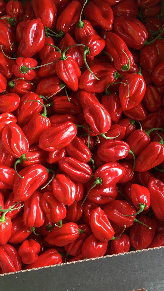 NaturaFirst's tweet photo. Padron Peppers ✅and Red Habaneros 🌶️now available!
Give us a call 📞and don´t miss the opportunity😎! #Chillicious #Pepperfectness https://t.co/K7yP27AHuu