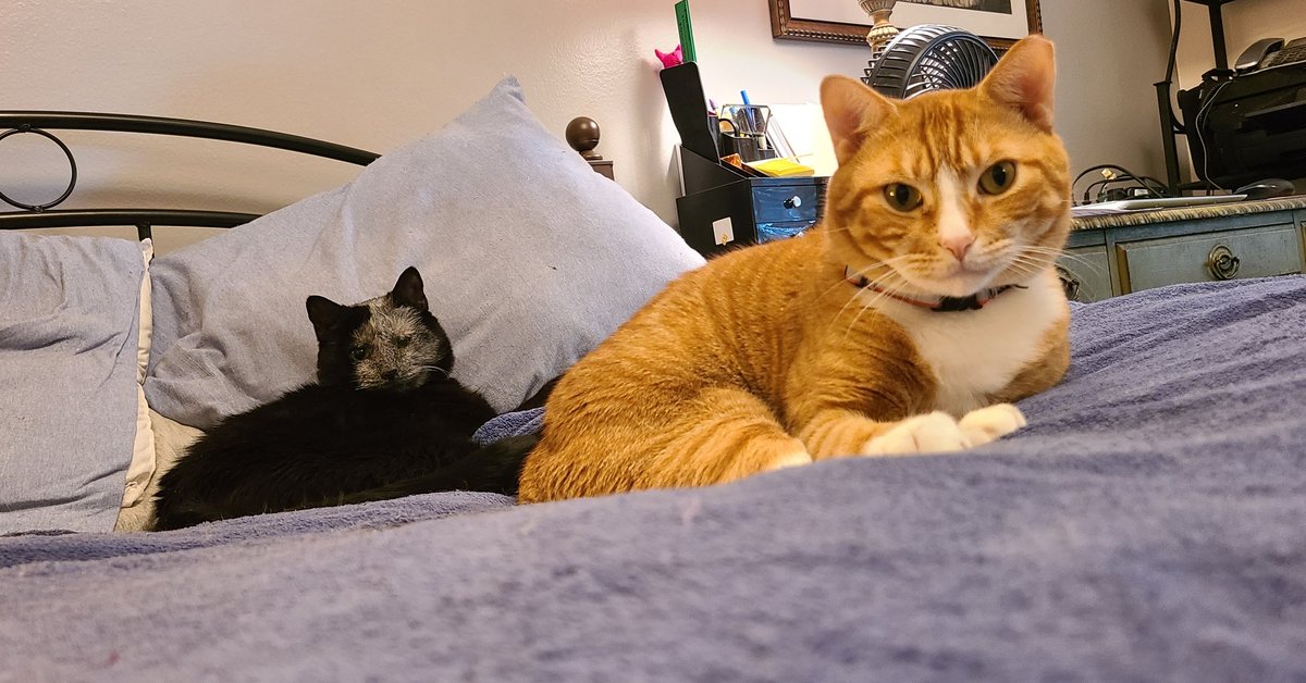 susanrichard's tweet photo. @danbharris This has taken a year and @realhousecatnyc Sydney (the black cat with the magical post-radiation face) still doesn't let @goosecatofficl (sweetest cat ever) get too close. #realhousecatsofny https://t.co/iisay5rTpl