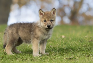 TheOverwolf's tweet photo. We interrupt our broadcast to bring you this important image of a ferocious wolf. https://t.co/Ncxw9j9Vns