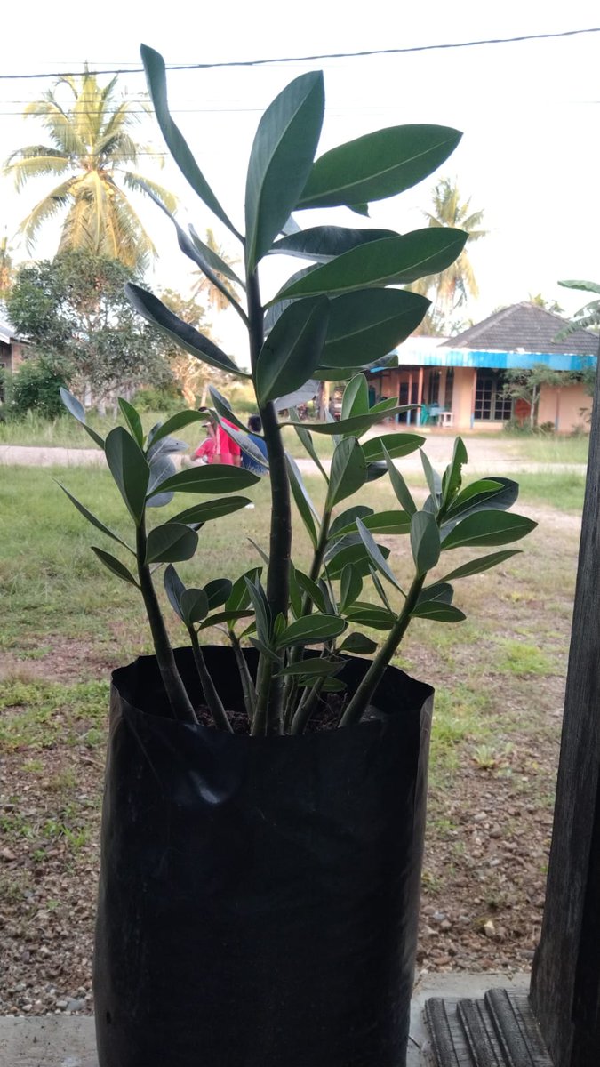 metto_adenium's tweet photo. Mulai Subur...
@metto_adenium
#adenium #obesum #adeniumobesum #bonsai #green #plants #arabicum #thaisoco
THANK YOU
INDONESIA https://t.co/Z1igz02hgF