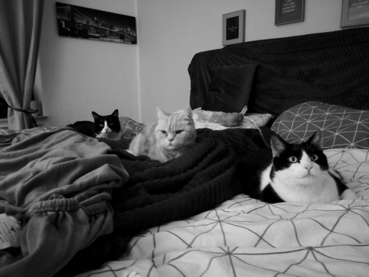 Loki (@deinemutti7) on Twitter photo 