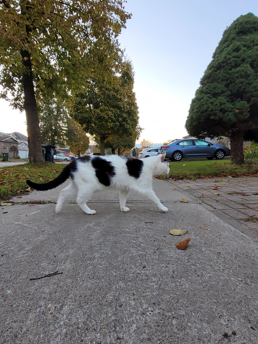 cellswordrin's tweet photo. Enjoy Fall-time! 😺🍁🍂 #CatsOfTwitter #NaturalThing https://t.co/eG6THpa0n8