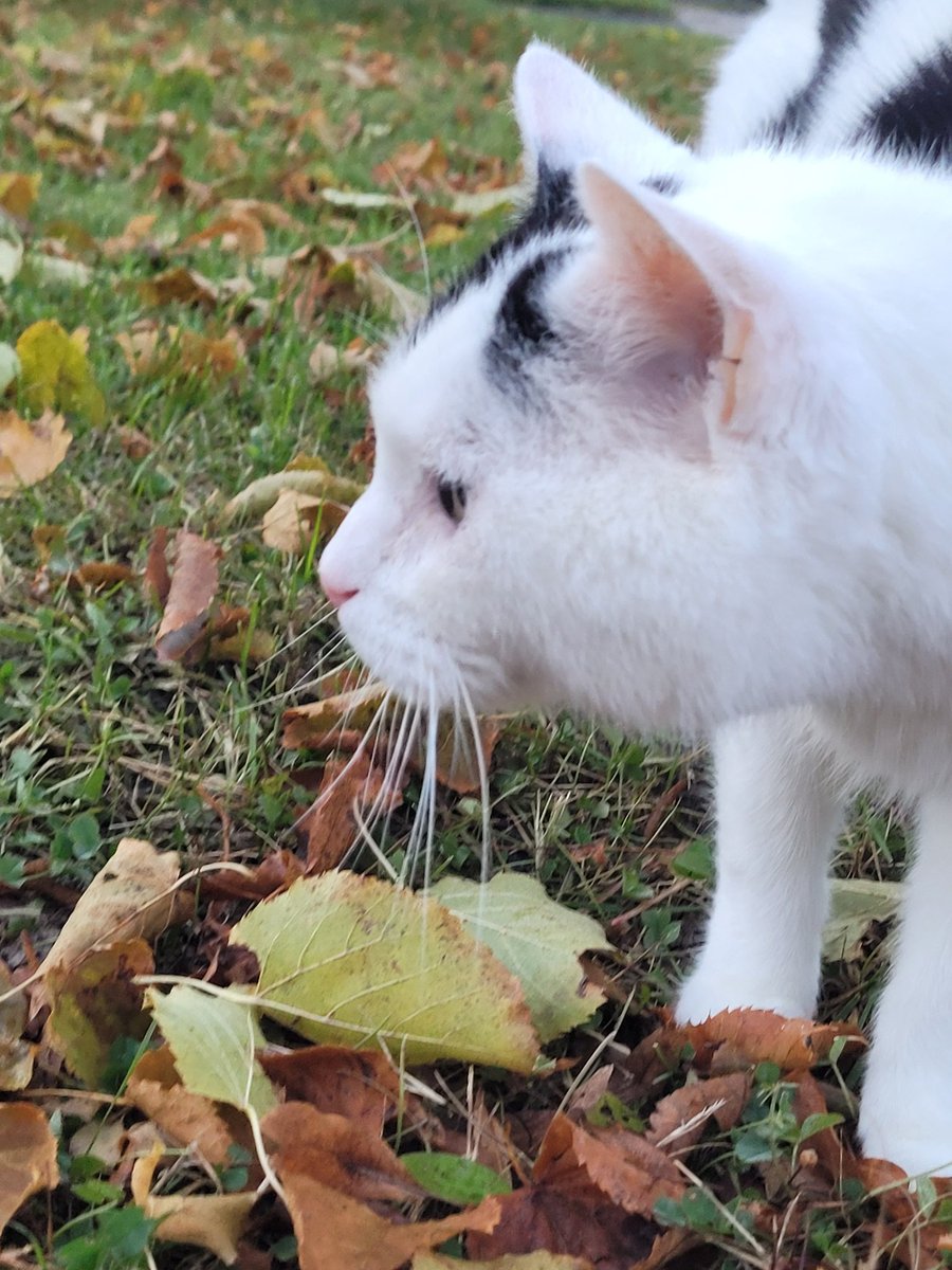 cellswordrin's tweet photo. Enjoy Fall-time! 😺🍁🍂 #CatsOfTwitter #NaturalThing https://t.co/eG6THpa0n8