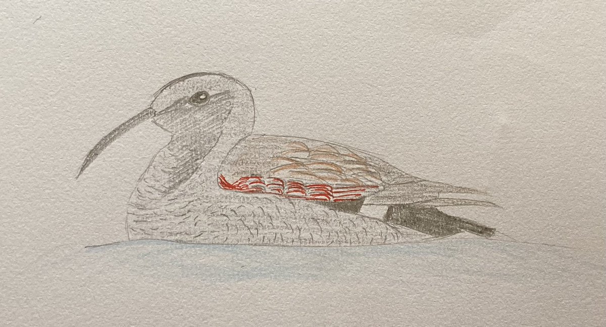 samgod96's tweet photo. One of the most requested birds- GadWallcreeper. Opposite to how @miles_cluff has done it before… Completed a few more so hopefully a couple more uploads to come!
#inventabird https://t.co/o1blCRTLb0