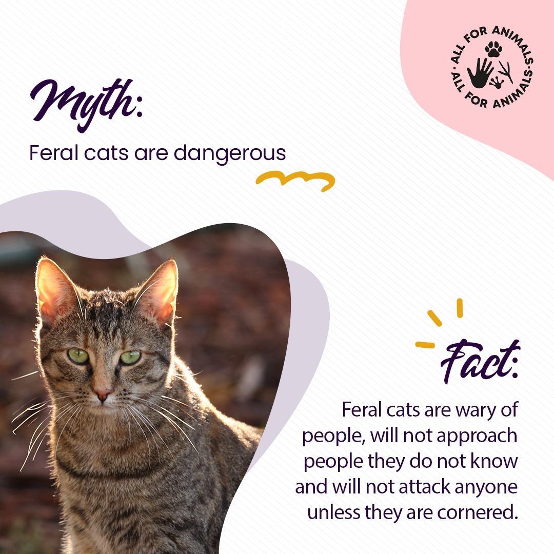 AllForAnimalsF1's tweet photo. Unless they're forced into a situation they cannot escape from, feral generally avoid human interactions. However, they're known to become friendly towards caregivers who feed them. 

Debunking myths about feral cats helps us break the stigma against street animals. https://t.co/Bregn2RUbL