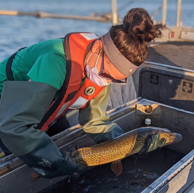 RAP_Toronto's tweet photo. More than 30 years of monitoring by Toronto RAP partners like @TRCA_HQ and @DFO_Science has produced a robust data set on the health of Toronto's fish population.
Learn about the results and how we can continue to support native fish at https://t.co/6xv63uSCpc https://t.co/hm3w2krjYr