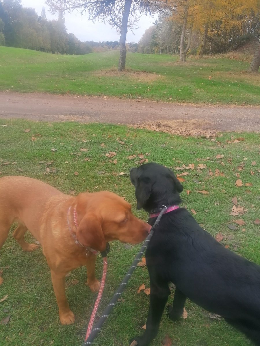 marathondogs's tweet photo. 'Which shall we go?' woofs Nell and Ivy as we sneak onto the golf course.

https://t.co/x3FzJMFnOM

#marathondogs #dogwalking #dogwalker #lovelabs #walkies https://t.co/GE9N0SUTv8