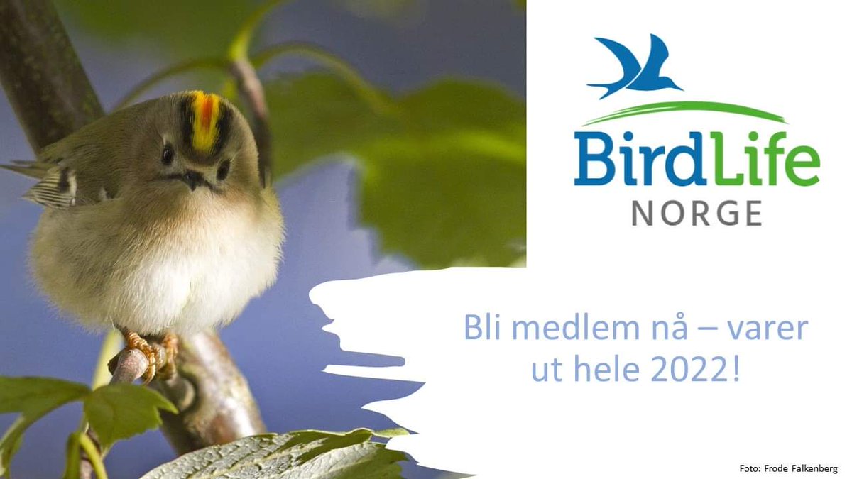 Fuglevern's tweet photo. Meld deg inn nå og bli medlem ut 2022!
https://t.co/03rYpUkckX
Fuglene gir oss nærkontakt med omgivelsene og gir naturen puls. For kun 180,- (seniorer) og 90,- (junior) kan du dra på oppdagelsesferd inn i fuglenes rike og støtte BirdLife Norges fuglevernsarbeid. Velkommen! https://t.co/cSh9Tlybll