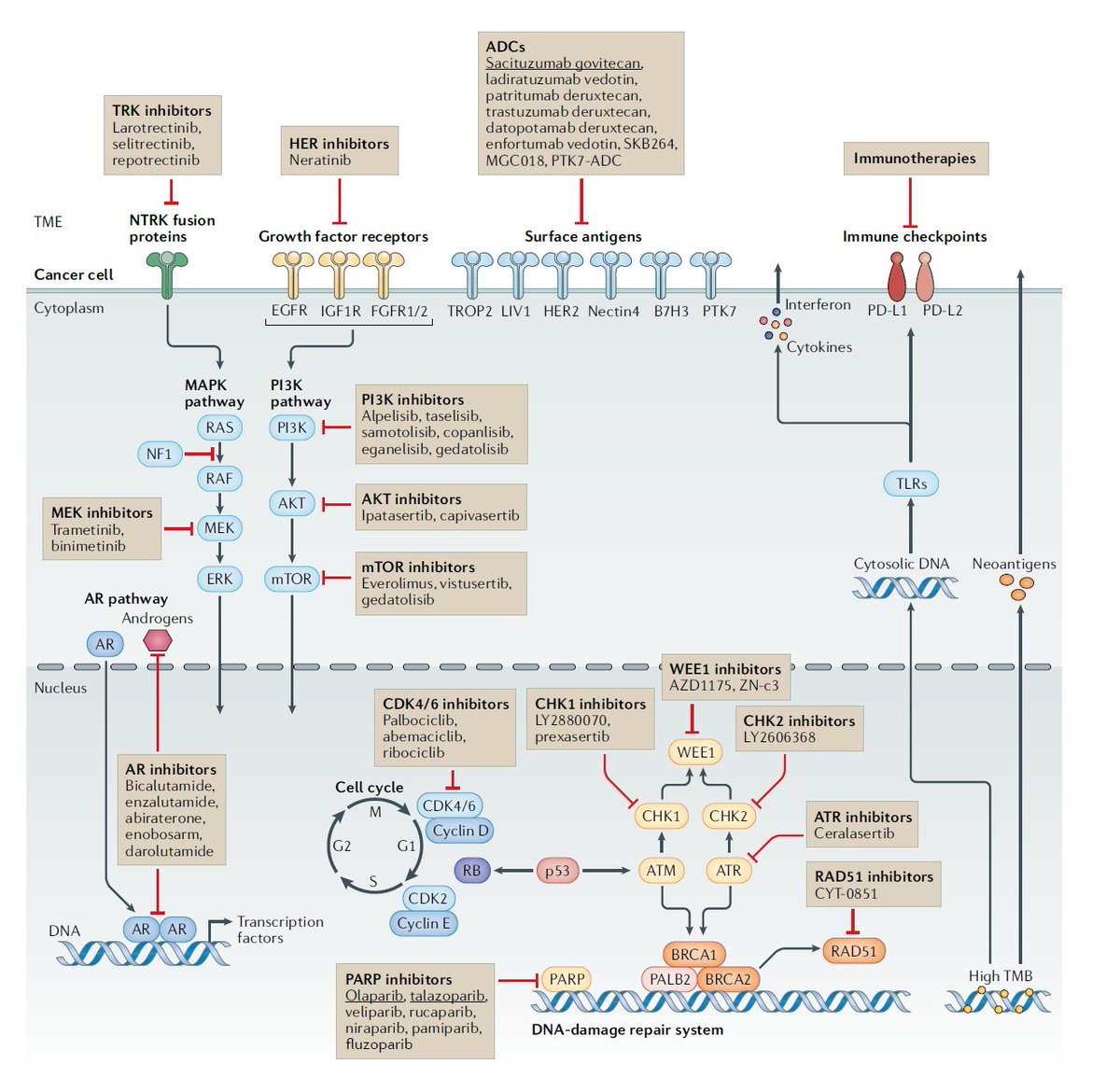 Giampaolo Bianchini (@bianchinigp) on Twitter photo 📢Proud to present our manuscript 'Treatment landscape of triple-negative breast cancer — expanded options, evolving needs' which has just been published with <a href="/SpringerNature/">Springer Nature</a> in <a href="/NatRevClinOncol/">NatureRevClinOncol</a>
If you are intrested read here: rdcu.be/cA5e5
#bcsm #TNBC
<a href="/OncoAlert/">OncoAlert</a> 📢Proud to present our manuscript 'Treatment landscape of triple-negative breast cancer — expanded options, evolving needs' which has just been published with <a href="/SpringerNature/">Springer Nature</a> in <a href="/NatRevClinOncol/">NatureRevClinOncol</a>
If you are intrested read here: rdcu.be/cA5e5
#bcsm #TNBC
<a href="/OncoAlert/">OncoAlert</a>