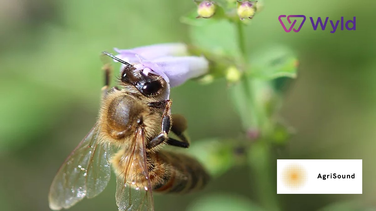 WyldNetworks's tweet photo. A buzz in the air as Wyld Networks and @AgriSoundTech begin collaboration on beehive monitoring pilot #IoT #bees #BeeMonitoring #environment #satellite #satelliteIoT #COP26
 https://t.co/hJ1YLBKu2D https://t.co/CRkk09YTj7