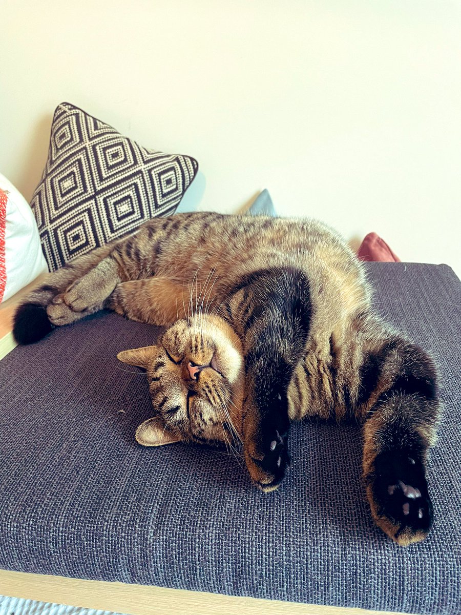 ErnieBernieBlue's tweet photo. Pretzel nap 🥨 https://t.co/3Uoo0JePBT