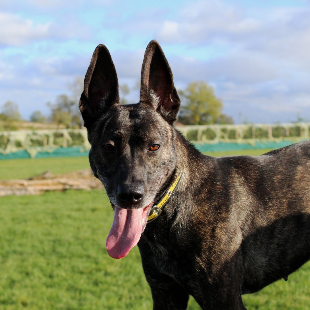 DT_Darlington's tweet photo. π Nala is showing off her best #tongueouttuesday pose this week π
This lovely girl is still on the lookout for her #foreverhome Head over to our website to have a look at her profile
#dogstrust #dogstrustdarlington #crossbreed #bundlesofenergy #bagsoffun #adoptdontshop https://t.co/9mituPTnQ9