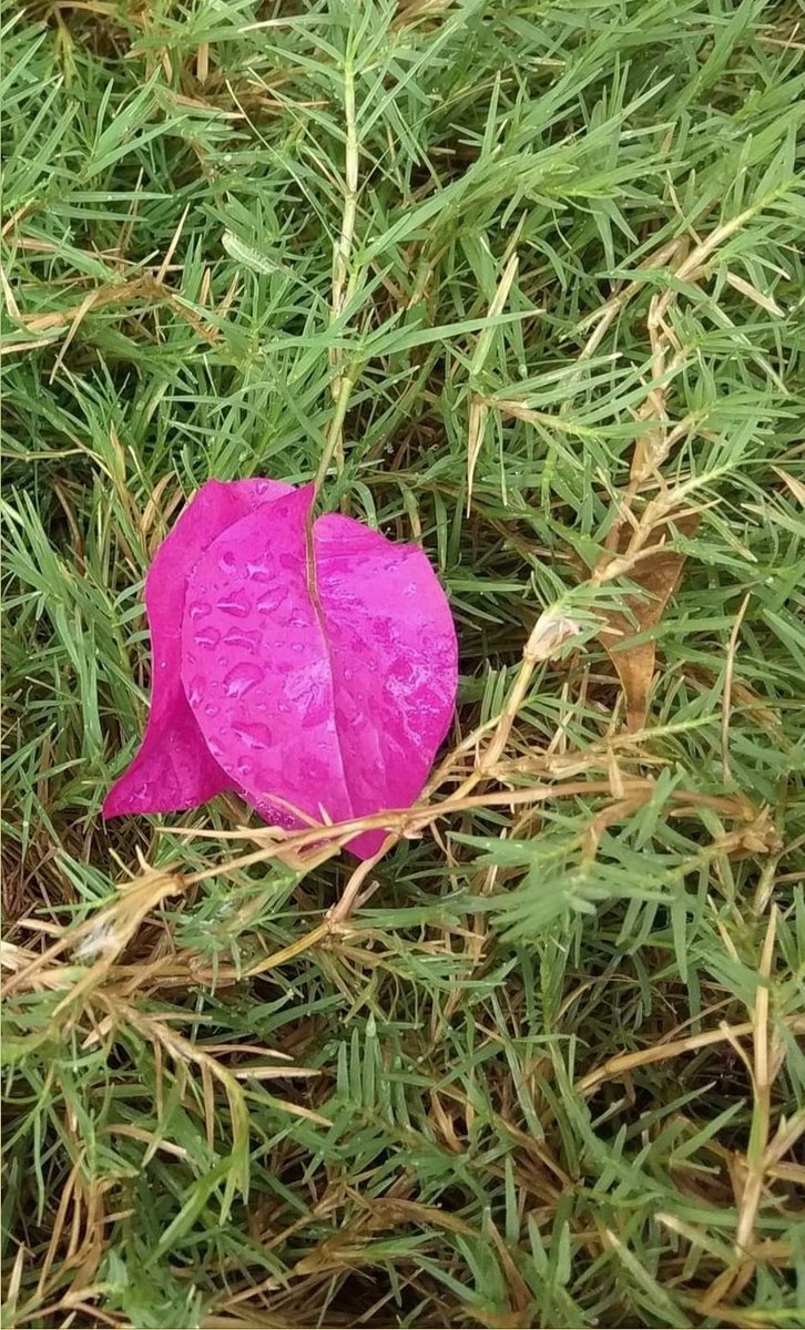 Madhumathi_Inks's tweet photo. We are all orphans 
Deep inside
Refusing or forgetting the relative, that
We ourselves are to us
In many ways...
By loving ourselves 
Serving compassion to our soul
We take the first step
To heal the world...
#poetry #IndianEnglish #ConnectWithin #Heal  #LoveYourself #Nature https://t.co/JYEcJg2Mir