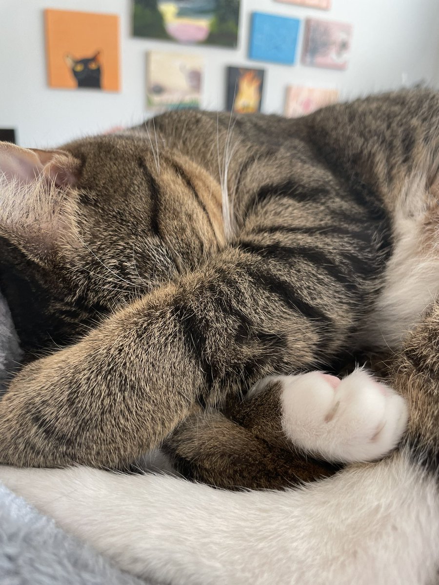 KristenAndKits's tweet photo. @TheChrmanCaleb Aww shucks 🥺 https://t.co/mt4hUrID8g