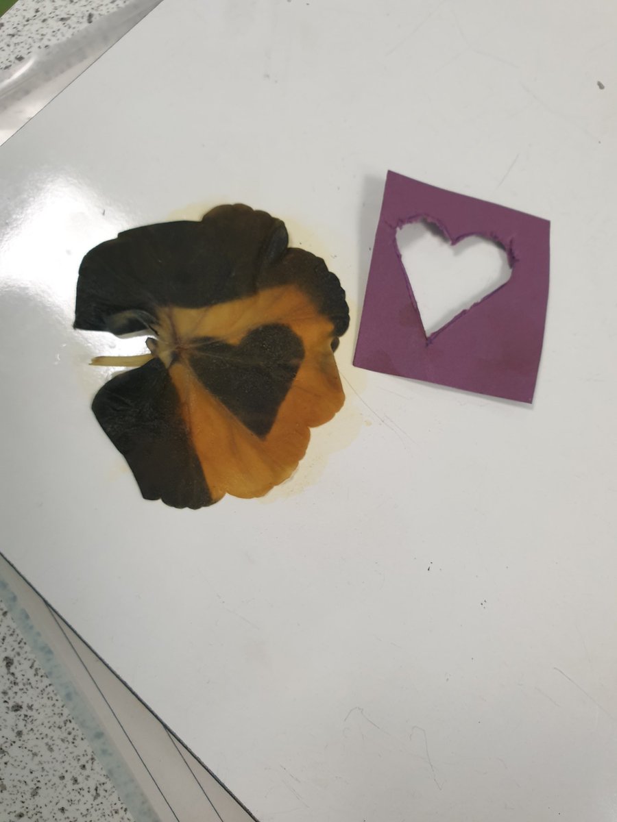 Do plants need light to produce Starch? Oh yes they do ☀️☀️🪴🌱🌿! The S2's in Mr Johnstone's class proved this by only letting light hit certain areas on their leaves. Starch is shown in the black areas using iodine ✅ 
👏👏👏

<a href="/KnoxBiology/">Knox Biology</a> 
<a href="/knoxacademy/">Knox Academy</a>