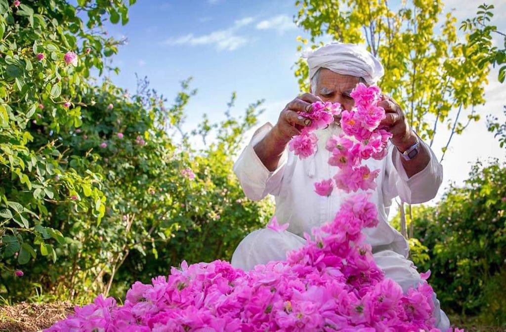 موسم الورد 🌸 بالطائف