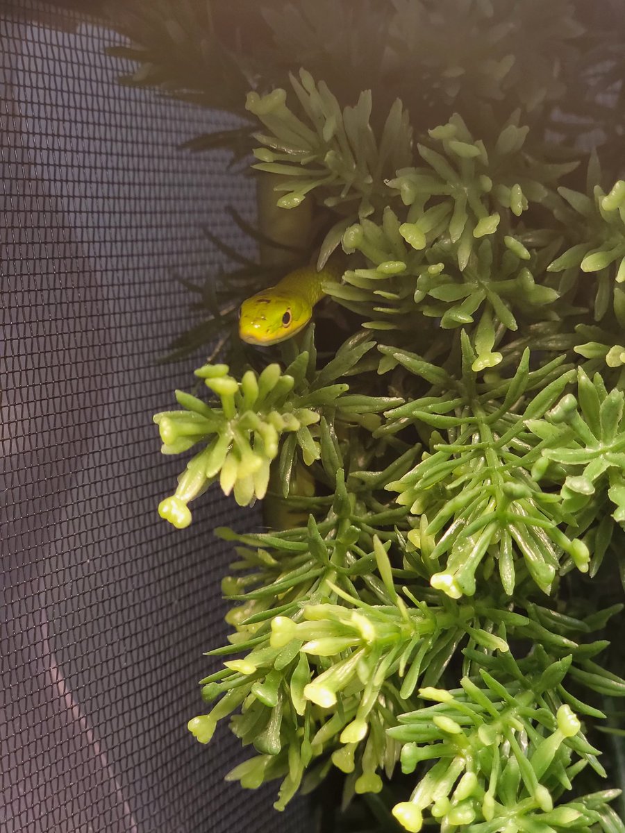 Shilohs_Crew's tweet photo. He big mad #greensnake also... he lives in a very nice bioactive ecosure and still jams himself in the one fake vine <.< #smoothgreensnake #angry #snake #snakesoftwitter #reptile #reptilekeeping https://t.co/VJmRjlR9GW
