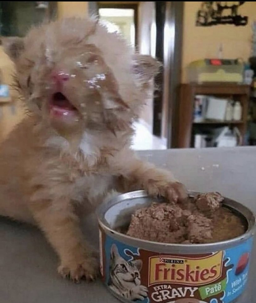 WholesomeMemes (@wholesomememe) on Twitter photo  WholesomeMemes (@wholesomememe) on Twitter photo