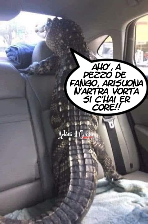 AdoroilGenio's tweet photo. ADORO IL GENIO - TORQUATO ER KAIMANO
#Semaforo. STA per scattare il verde e il rompicoglioni dietro di te già pesta sul #clacson. Io ho risolto con Torquato er Kaimano.
#adoroilgenio #9novembre #Roma #animali #animalifantastici #pets #traffico #auto #romanaccio #romanesco https://t.co/y5UvCmJ4gc