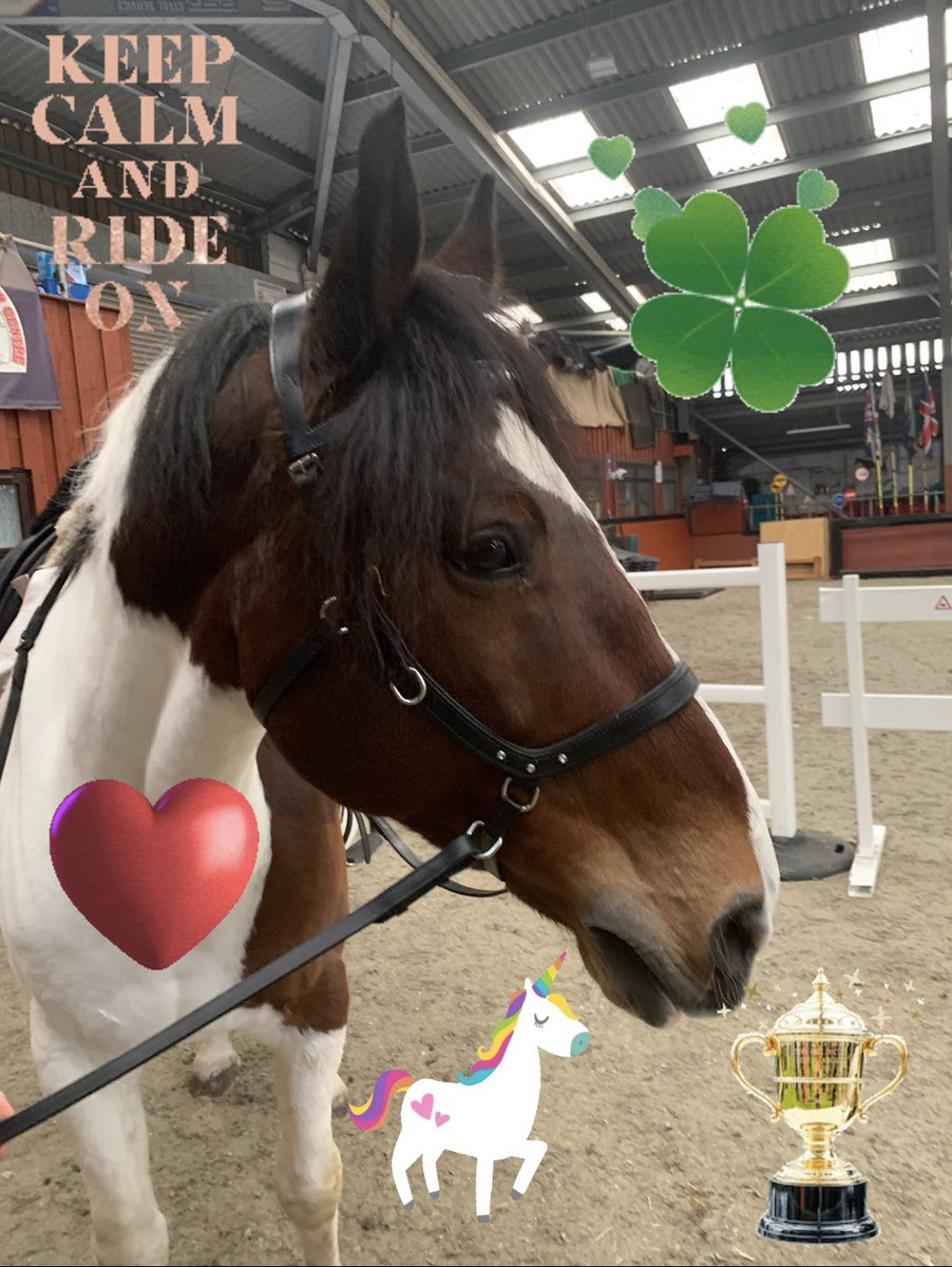 WSPonyCentre's tweet photo. Our very happy Paddy ! ⭐️🦄💕#bitless #horses #rda #charity #volunteer https://t.co/tZcu3e4Ap0