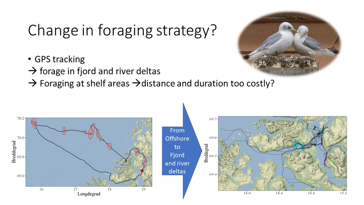 (4/6) GPS tracking indicate a change in foraging strategy towards fjords and river deltas. Long foraging duration (31 hr) and distance (410 km) to shelf areas indicate too high costs. Perhaps urban kittiwakes have found new foraging niches in fjords? #BOUasm21 #sesh6