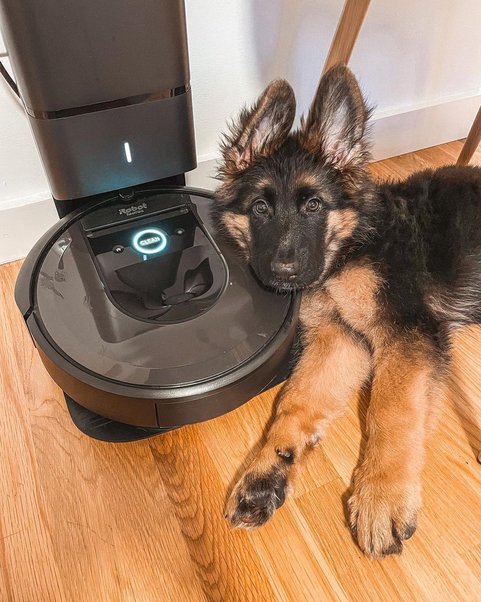Name a more iconic duo. Click the link to check out some dog shedding tips on our new blog! bit.ly/3ko2dFD #Roomba